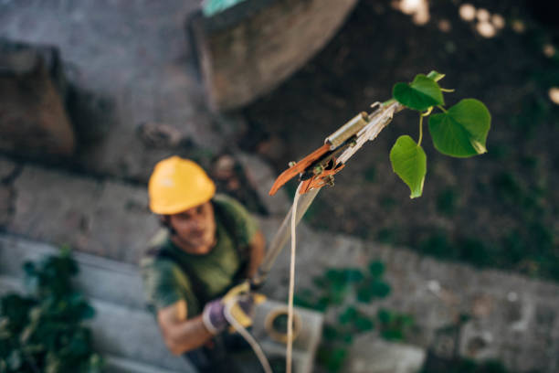 Barre, VT  Tree Services Company